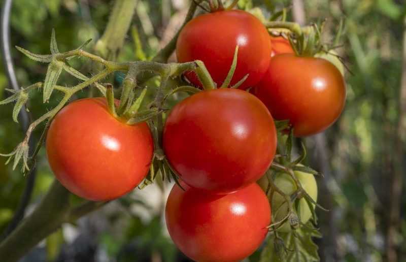 Сорта томатов для открытого грунта: описание, фото, отзывы