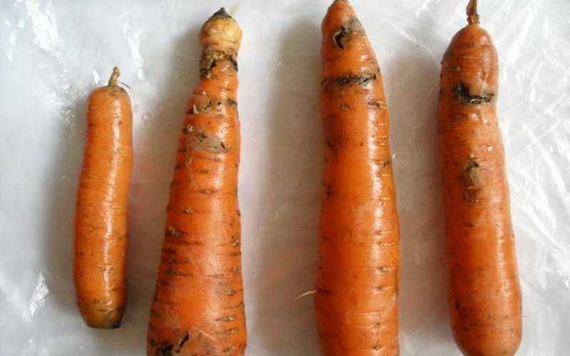 Выращивание моркови в открытом грунте: полезные советы