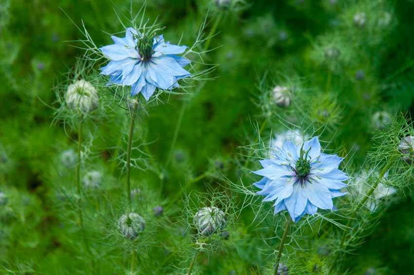 Цветы нигеллы – посадка и уход, выращивание из семян