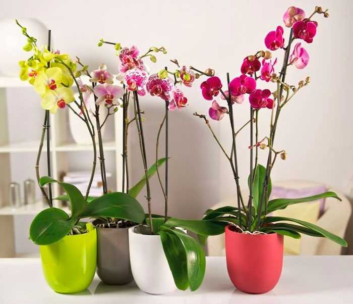 Как ухаживать за срезанными орхидеями, как сохранить свежий вид в домашних условиях, чем обработать срезы и сколько стоит букет, фото и видео от специалистов?