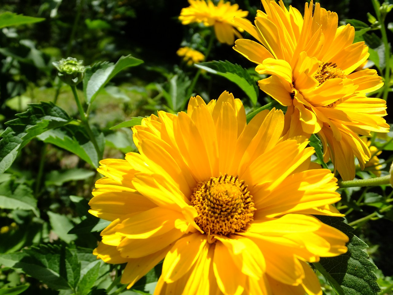 Желтые садовые цветы (47 фото): многолетники и однолетники, высокие и низкие, вербейник на клумбе и кислица, другие виды с желтыми цветами для дачи