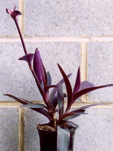 Узнайте подробнее о сеткрезии пурпурной или краснолисте и правилах выращивания растения