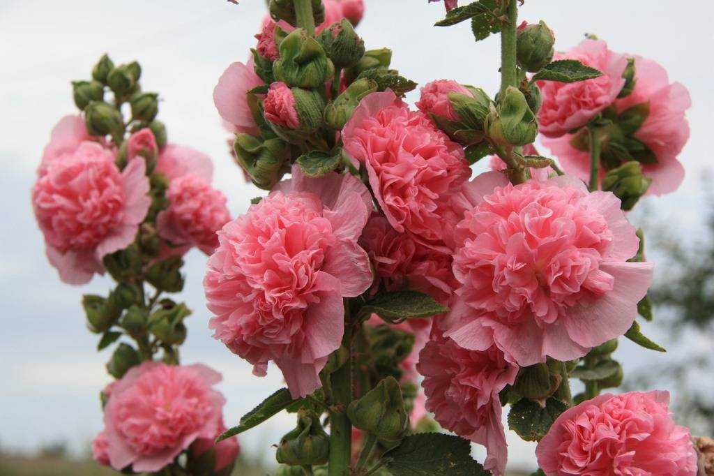 Шток-роза: выращивание из семян, когда сажать – красота и здоровье женщины