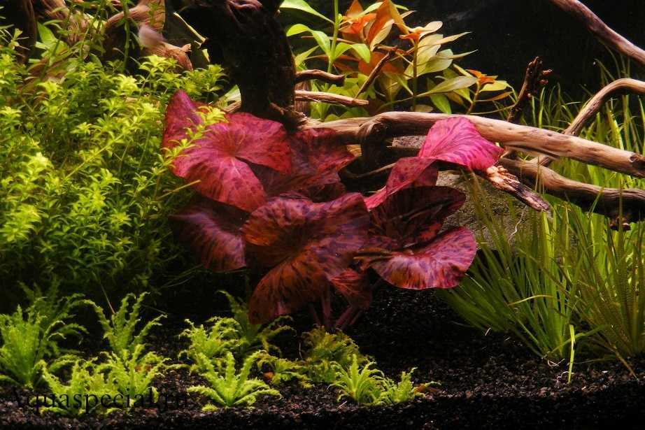 Плавающие аквариумные растения и способы их крепления