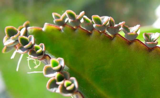 Лесной кактус: фото видео виды и сорта эпифиллюмов. размножение и уход