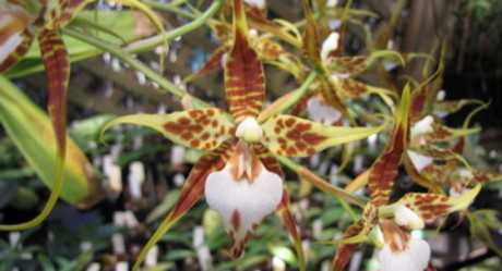 Садовые орхидеи: полезные советы начинающим по выбору видов, которые выращивают в открытом грунте