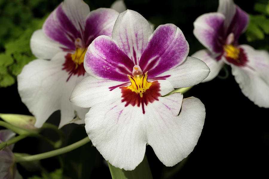 Орхидея мильтония: уход в домашних условиях, разновидности, размножение