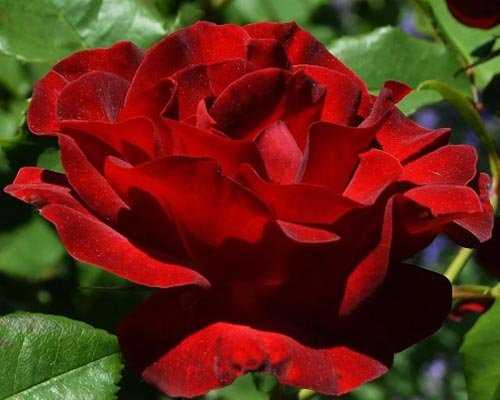 Роза «пьер де ронсар»: описание сорта, фото и отзывы