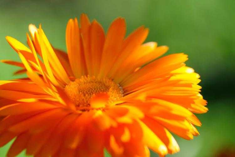 Календула цветок-ноготок — как выглядит и где растет