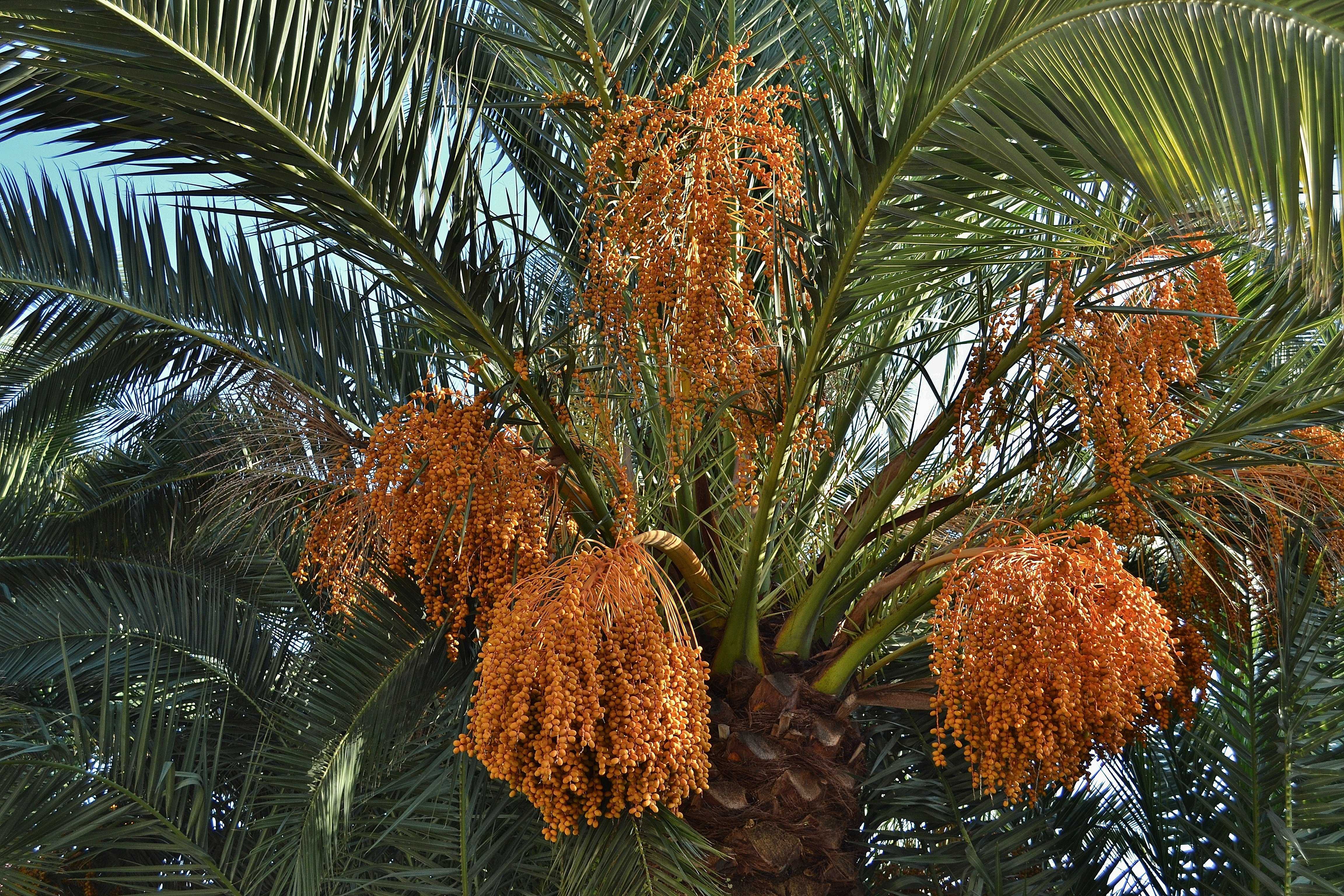 Посадка и выращивание финиковую пальму из косточки в домашних условиях