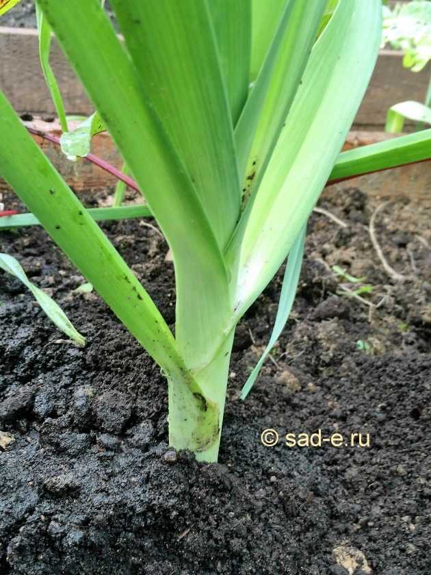 Лук-порей: выращивание рассады из семян, посадка в открытом грунте и домашних условиях