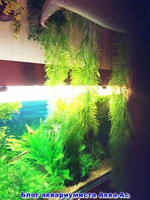 Какие растения посадить в аквариум новичку