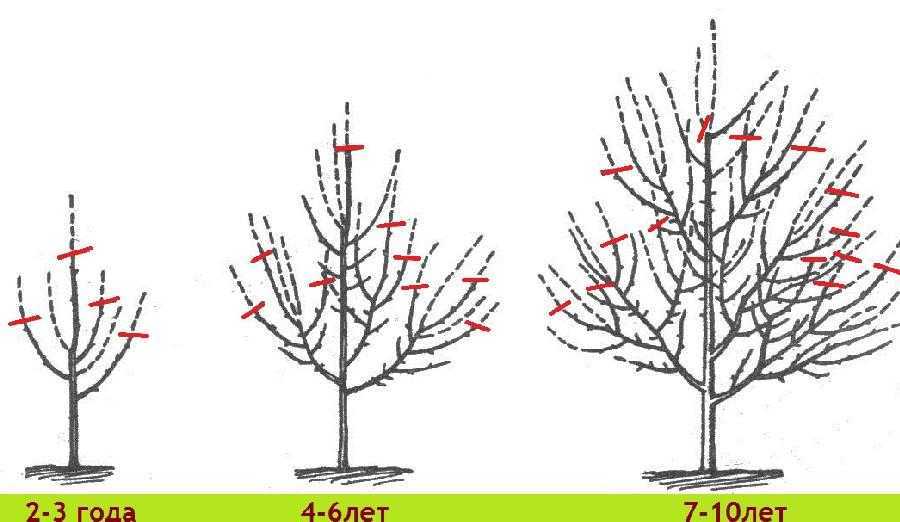 Обрезка деревьев: 7 правил формирования кроны плодовых насаждений