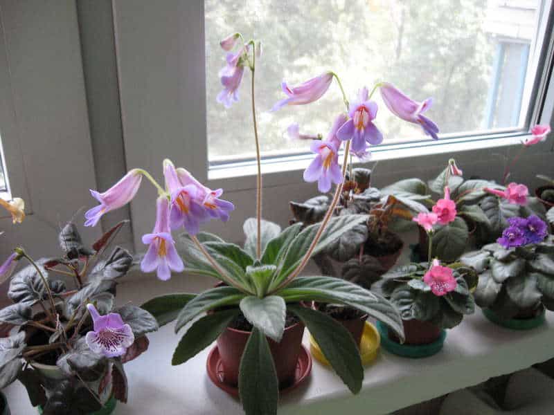 Примула комнатная (39 фото): уход за цветком в домашних условиях, посадка многолетнего растения дома в горшок, выращивание из семян