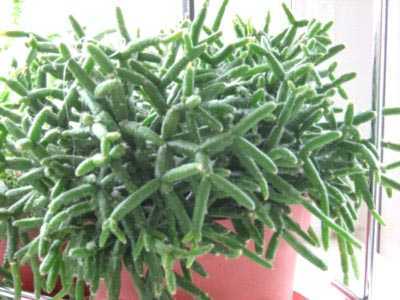 Комнатное растение кактус рипсалис: виды с фото, размножение и уход в домашних условиях
