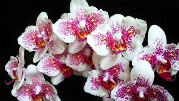 Орхидея аганизия: описание, отзывы, посадка и уход в домашних условиях, пересадка