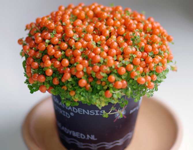 Нертера – интересное комнатное растение, привлекающее яркими ягодами Как ухаживать за чудо-цветком Какие условия необходимы нертере для комфортного