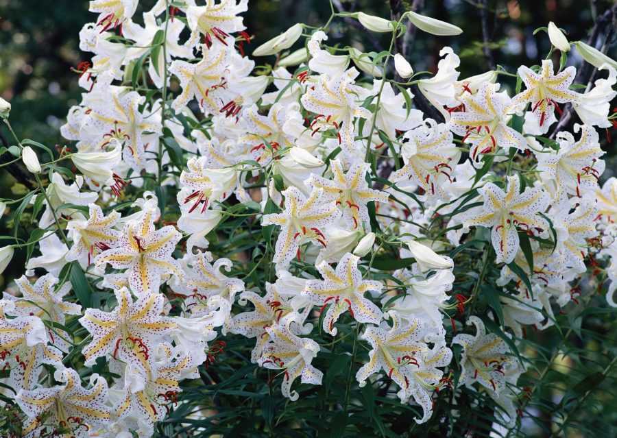 Белый комнатный цветок эухарис – амазонская лилия – фото
