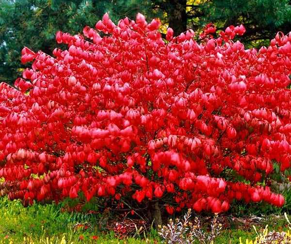 Растение бересклет (Euonymus) является частью семейства Бересклетовые Этот род, который объединяет больше 200 видов, представлен невысокими листопадными и вечнозелеными древесными растениями