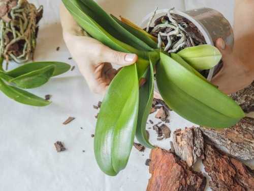 Орхидея зигопеталум: уход и выращивание, болезни и вредители