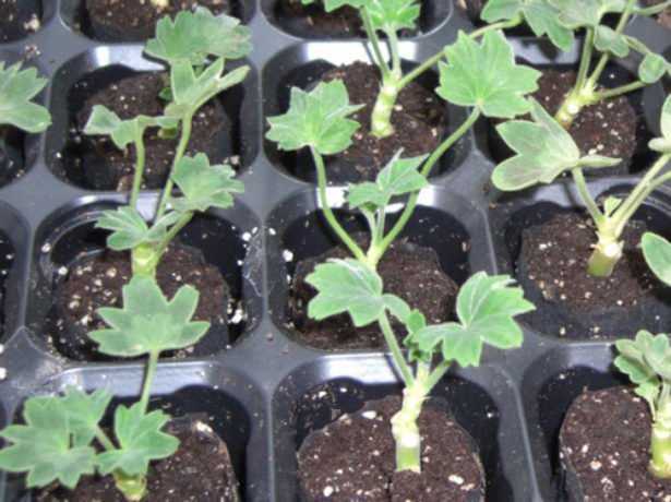 Как размножать герань черенками? советы по укоренению растения в почве и воде на ydoo.info