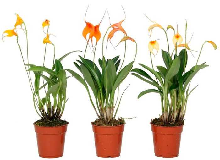 Нежные сорта орхидей: ликаста, лелия, липарис, променея