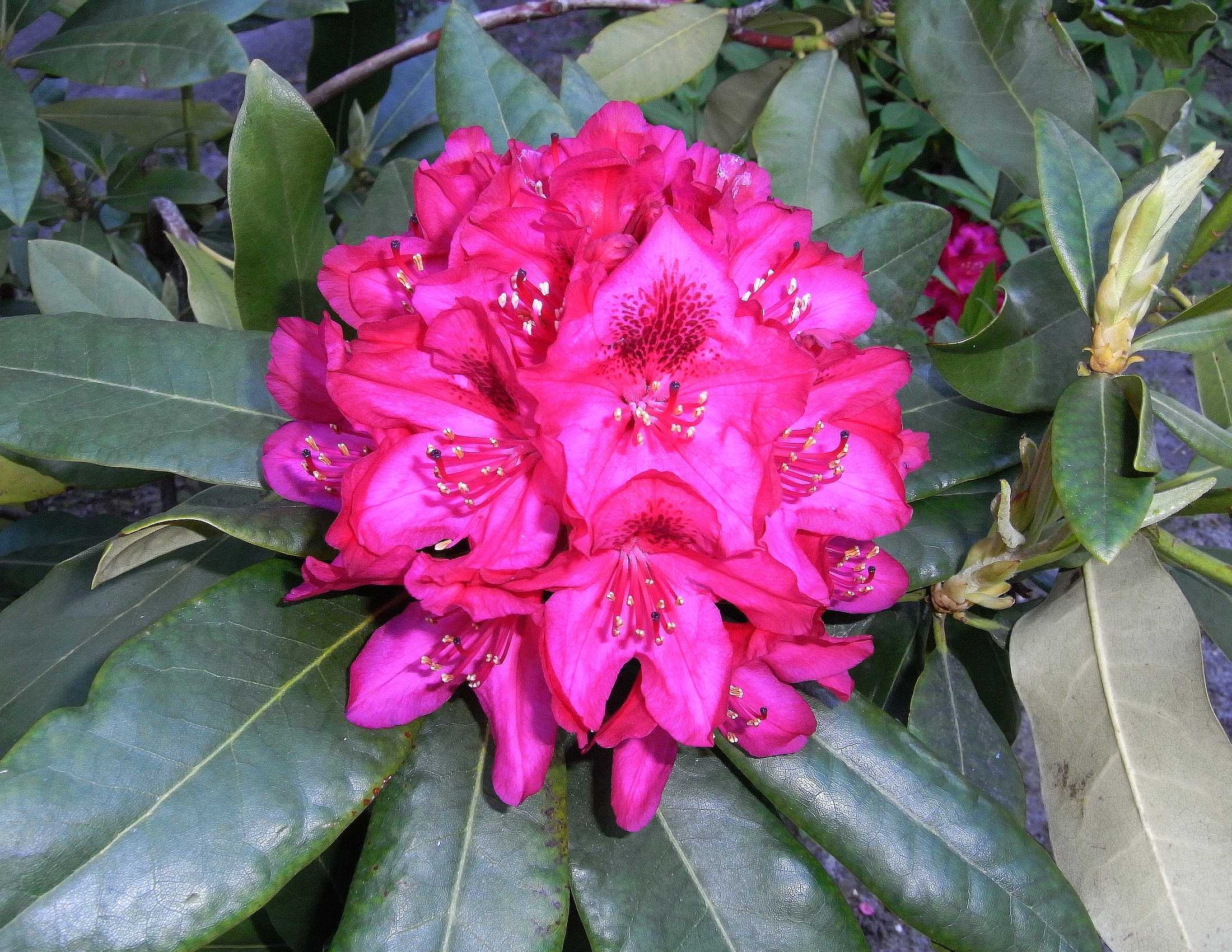 Подкормка для рододендрона весной – залог красивых цветов и сочной листвы