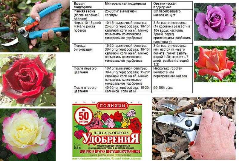 Выращивание роз: из семян и черенков, условия, уход, подкормки
