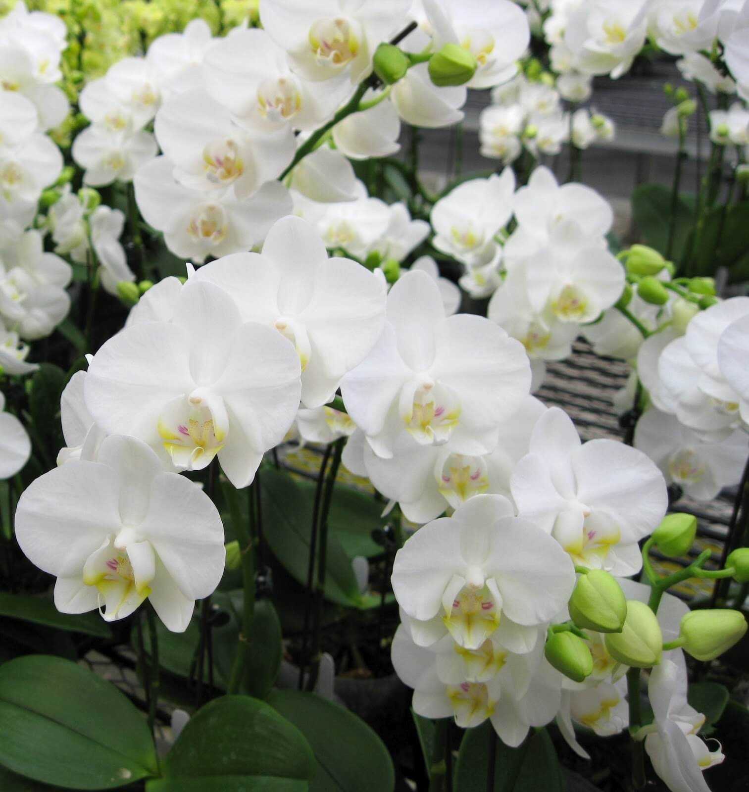 Орхидея аганизия: описание, топ советы по посадке и уходу с фото
