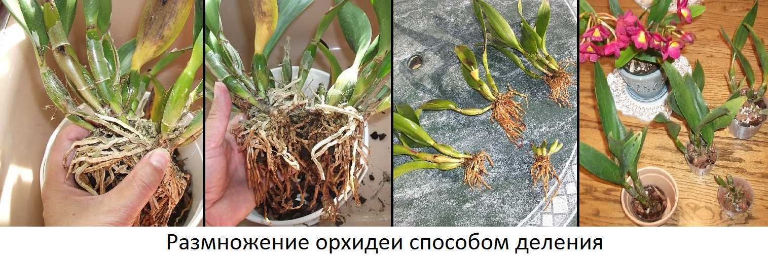 Особенности выращивания орхидеи мильтония