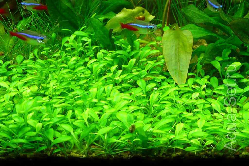 Ситняг: аквариумное растение его виды с фото, требуемый уход и содержание
