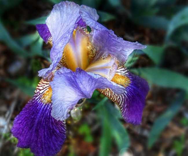 Цветок ирис: калейдоскопичность видов и сортов