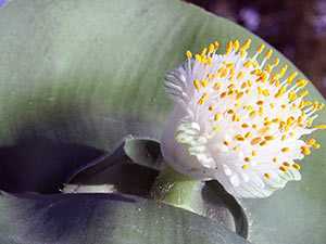 Правила ухода за цветком белопероне вариегатное: размножение в домашних условиях