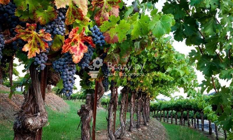 Схемы обрезки старого винограда осенью