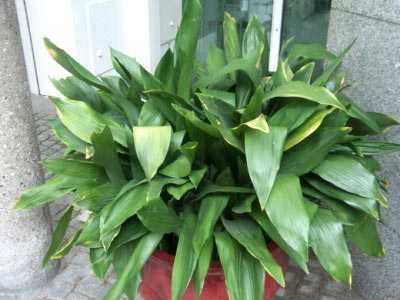 Тропическое растение аспидистра: уход в домашних условиях, фото, создание оптимальных условий для развития декоративной культуры