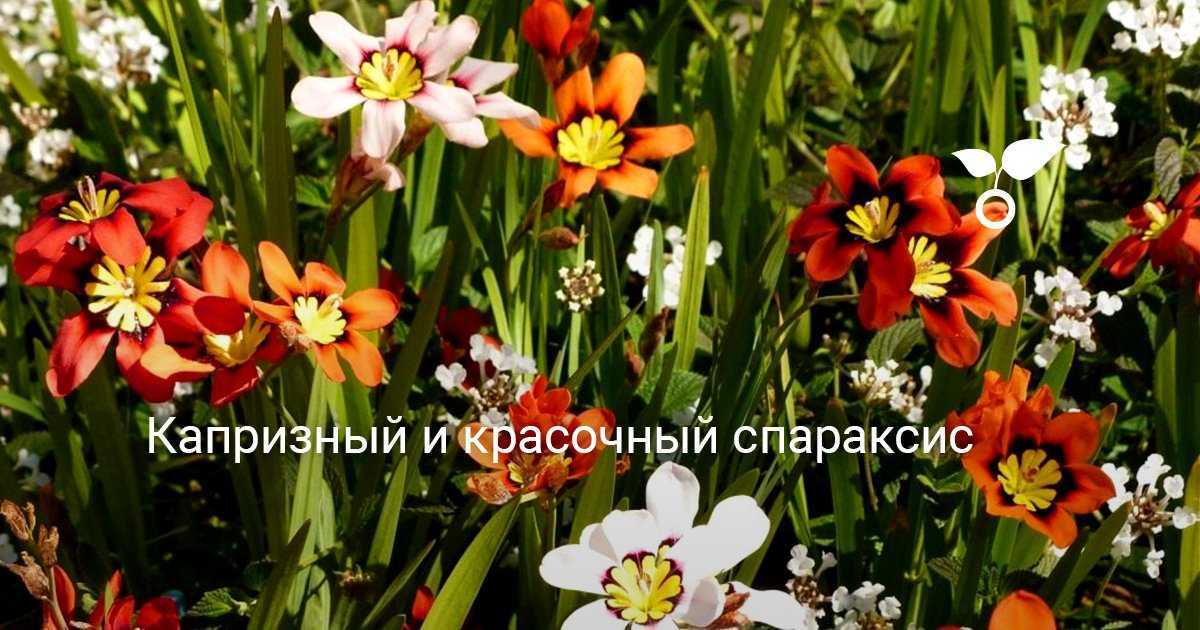 Спараксис цветок. описание, особенности, виды, посадка и уход за спараксисом