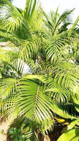 Пальма хамедорея: размножение в домашних условиях семенами и отростками selo.guru — интернет портал о сельском хозяйстве