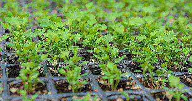 Сельдерей листовой: когда в 2021 сажать на рассаду, как вырастить из семян, лучшие сорта