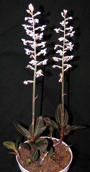 Орхидея лудизия: уход в домашних условиях, пересадка, размножение
