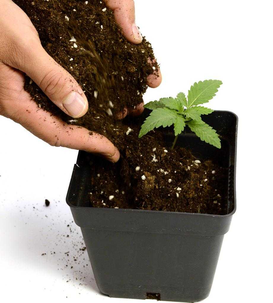 Почва для конопли в горшках марихуана призыв в армию