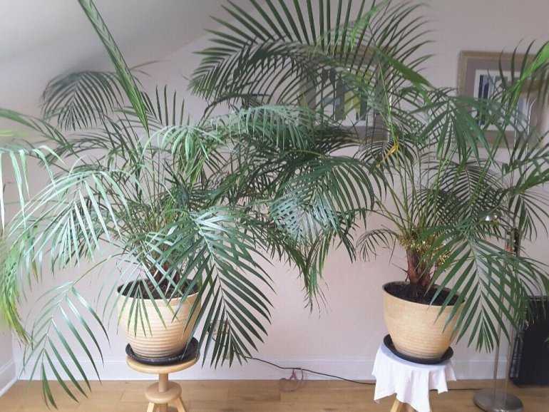 Домашняя пальма: суеверия и приметы. хорошо ли иметь дома пальму?