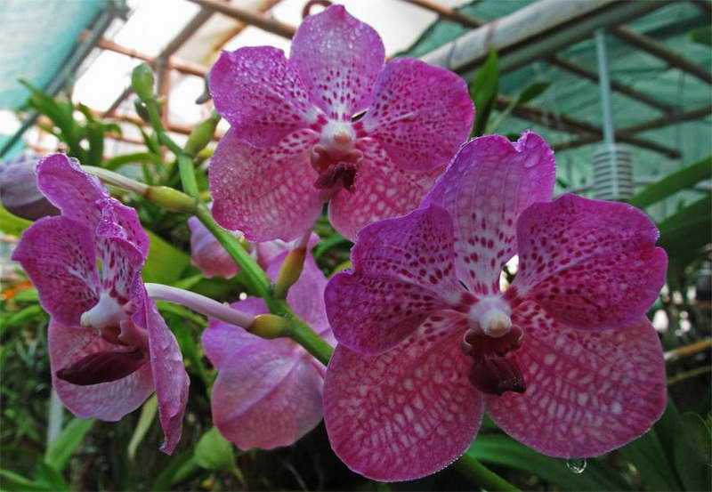 Как сохранить срезанные орхидеи: уход за букетом