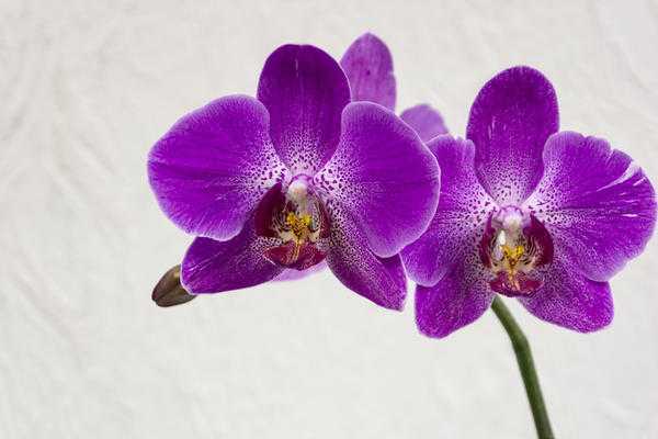Орхидея лелия: описание, отзывы, посадка и уход в домашних условиях, пересадка