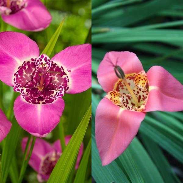 Цветок тигридия  - способы посадки и выращивание