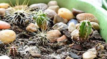 Как провести размножение и прививание кактусов дома