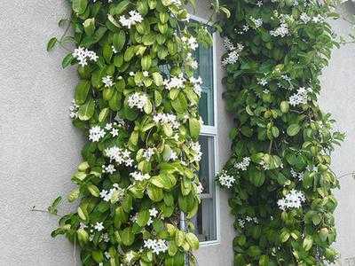 Цветок стефанотис: как ухаживать за ним дома и почему не он цветет