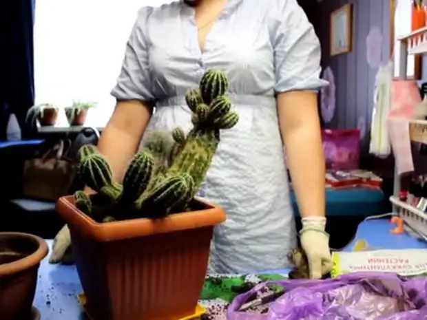 Пересаживаем новый кактус в горшок: авторская фото инструкция