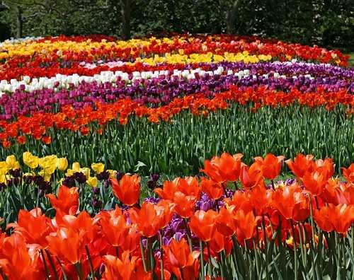 Еаиболее подходящая пора для посадки тюльпанов – осень Если правильно посадить эти милые цветы осенью, весной распустятся их нежные бутоны