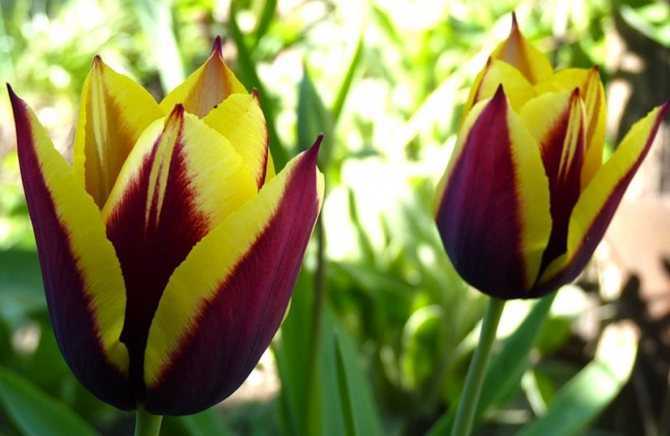 Можно ли сажать тюльпаны весной и когда высаживать их в грунт?
