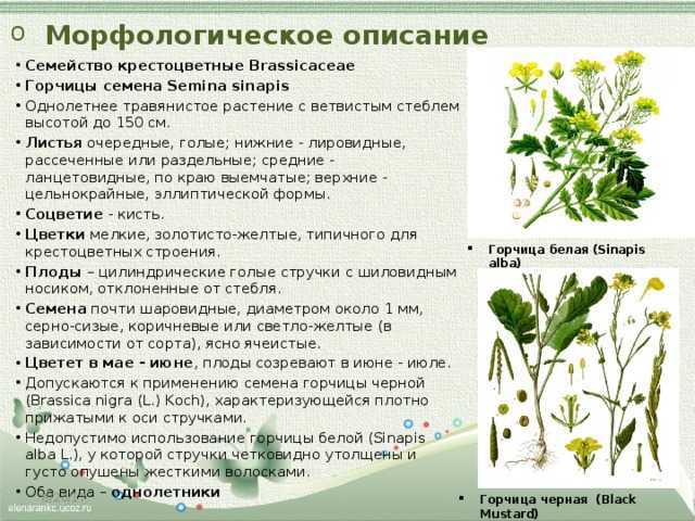 Овощ редис: посадка и уход в открытом грунте, фото, выращивание из семян, виды и сорта